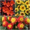12 Annuals For Pots | The Waterloo Sunset Collection | Petunia, Dahlia & Begonia