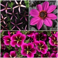 12 Annuals For Hanging Baskets | The Dark Side Of The Moon Collection | Calibrachoa, Petunia & Dahlia