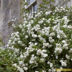 'Rosa Banksiae 'Alba Plena' | Rambling Rose 8 'Rosa Banksiae 'Alba Plena' | Rambling Rose -PlantHaven Store Alba 3 fb9bc423 e321 4954 addf ed0556215de3