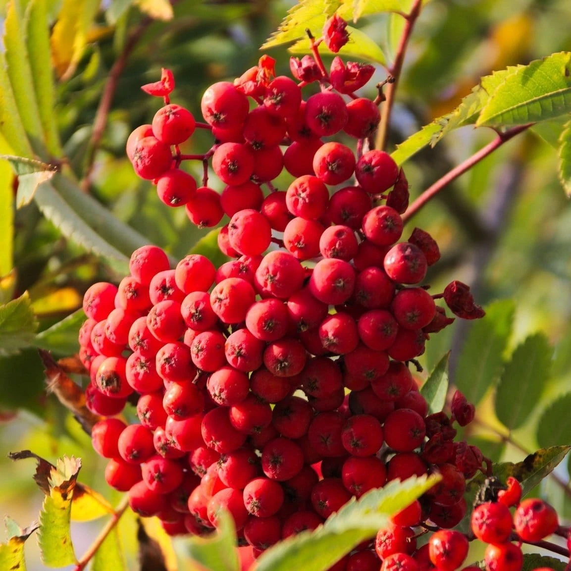 Cut-Leaf Mountain Ash Tree | Sorbus Asplenifolia 2 Cut-Leaf Mountain Ash Tree | Sorbus Asplenifolia - Image 2