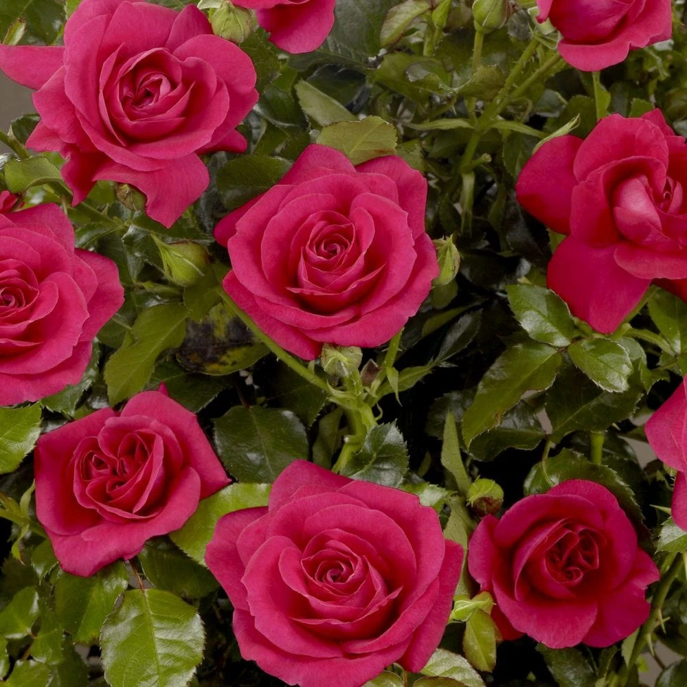 'Castle Avila' Patio Shrub Rose 1 'Castle Avila' Patio Shrub Rose