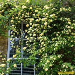 'Rosa Banksiae 'Lutea' | Rambling Rose 9 'Rosa Banksiae 'Lutea' | Rambling Rose -PlantHaven Store Bank 3