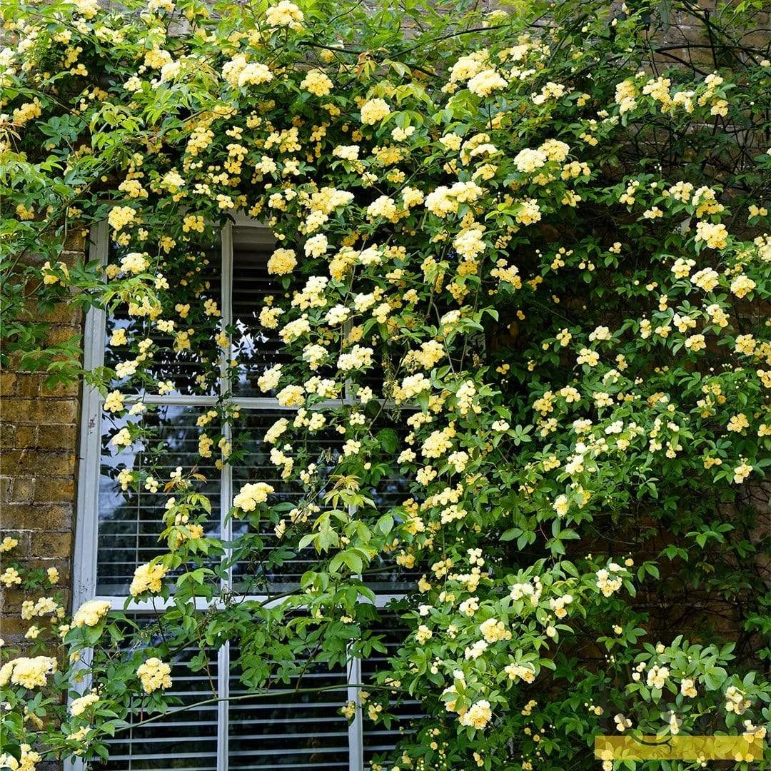 'Rosa Banksiae 'Lutea' | Rambling Rose 4 'Rosa Banksiae 'Lutea' | Rambling Rose - Image 4