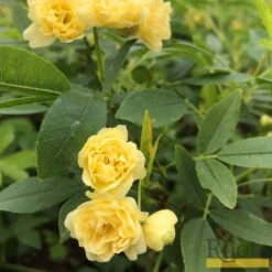 'Rosa Banksiae 'Lutea' | Rambling Rose 10 'Rosa Banksiae 'Lutea' | Rambling Rose -PlantHaven Store Bank 4