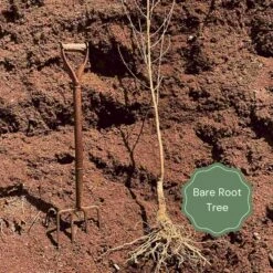 Red Haven Peach Tree -PlantHaven Store Bare root example 8aef7517 4575 40eb b96f 7c1a36d4f4e9