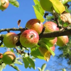 'Bountiful' Apple Tree