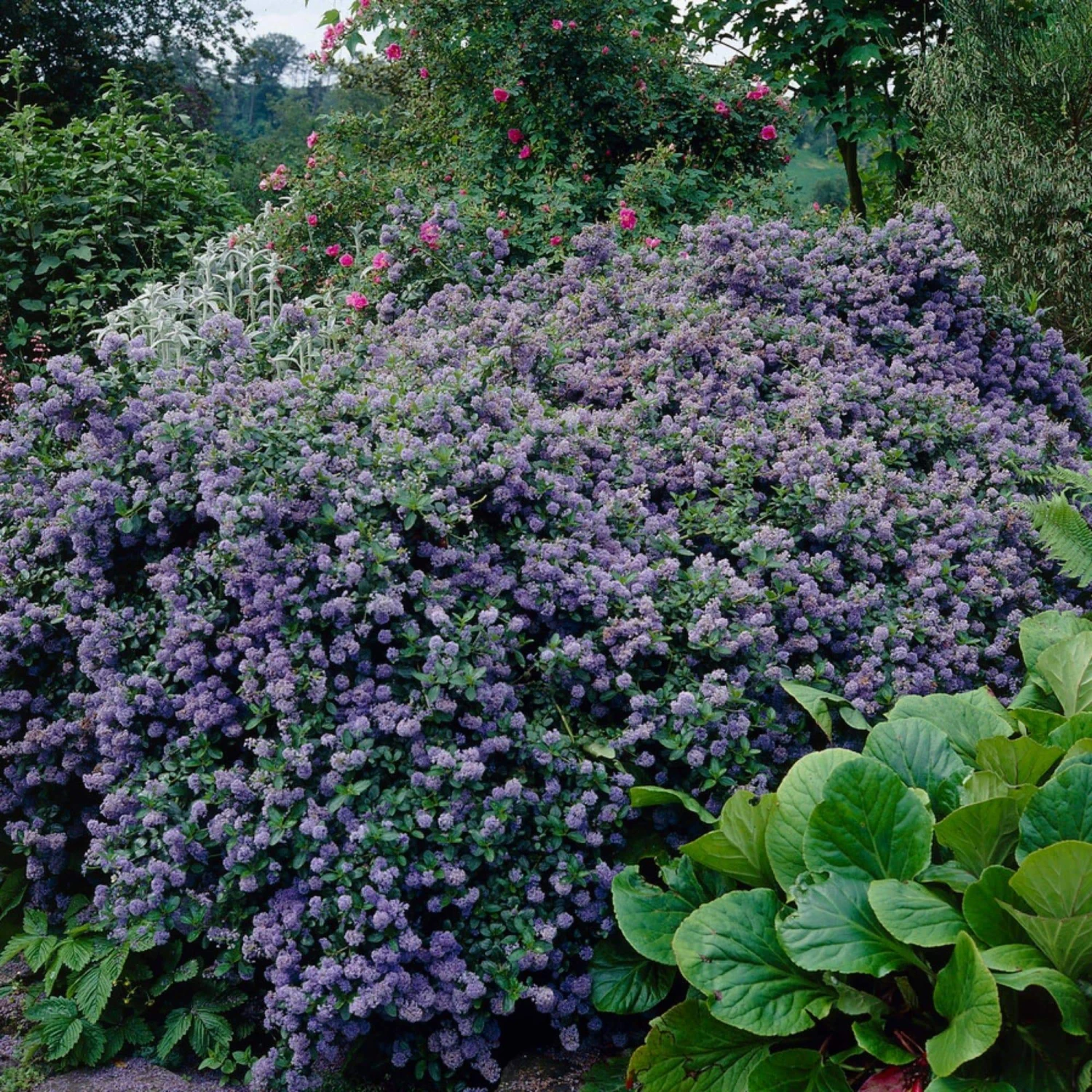 Ceanothus 'Puget Blue 1 Ceanothus 'Puget Blue