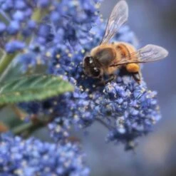 Ceanothus 'Concha' 4 Ceanothus 'Concha' -PlantHaven Store CLI0099 2