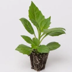 Dahlia 'Happy Days Pink' Jumbo Plug Plants -PlantHaven Store Dahlia example ee81a90b 5eee 4901 9b3d a7eaf18277df