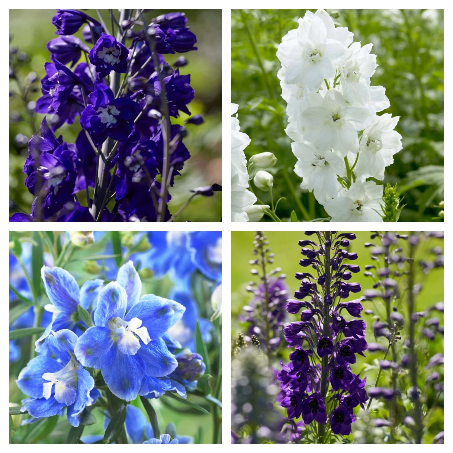 Delphinium Camelot Collection 1 Delphinium Camelot Collection