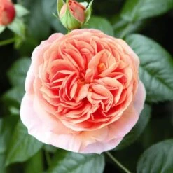 'Duchess Of Cornwall' Hybrid Tea Rose 7 'Duchess Of Cornwall' Hybrid Tea Rose -PlantHaven Store Duchess of Cornwall 3