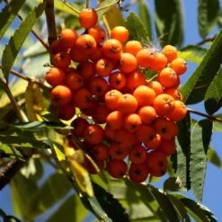Scarlet Japanese Rowan Tree | Sorbus Commixta 'Embley' -PlantHaven Store Embley 1