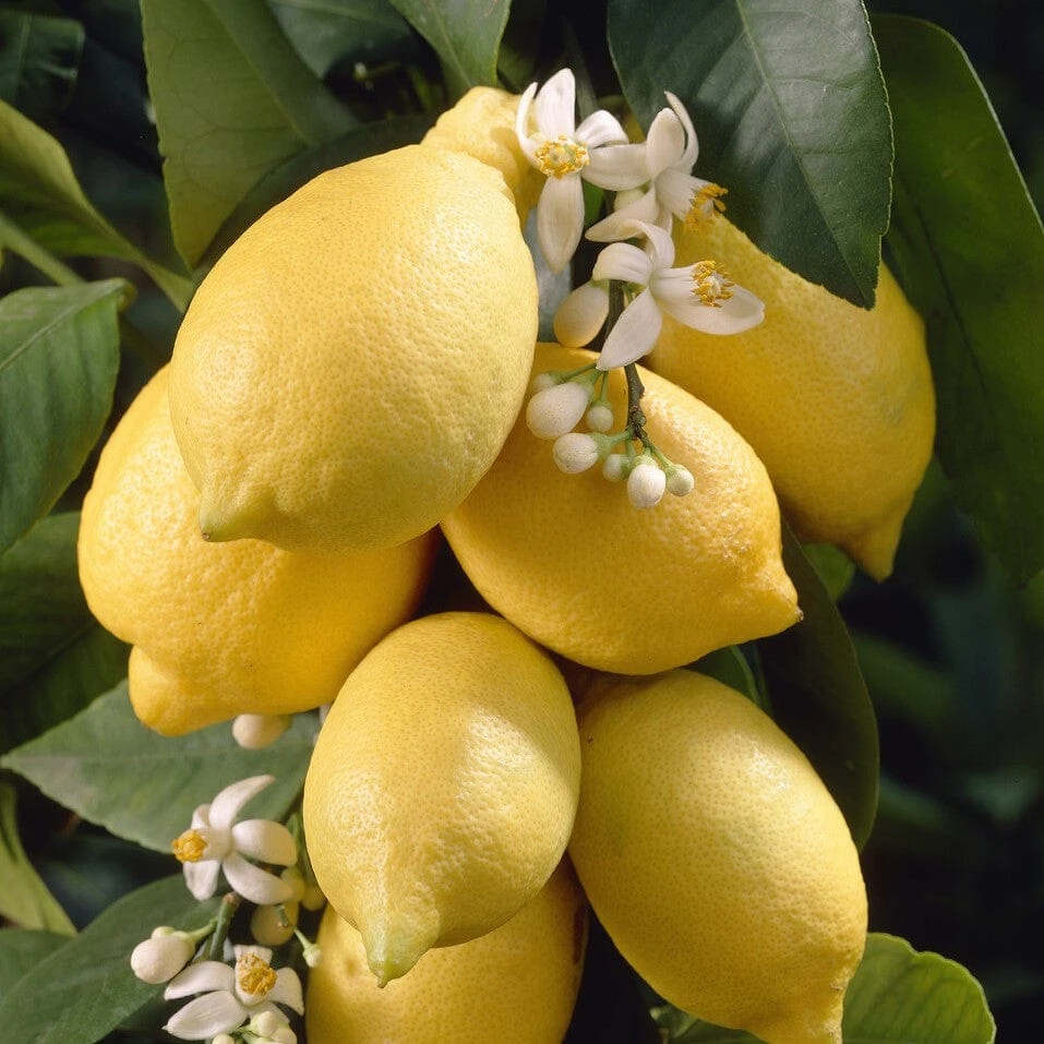 'Eureka' Patio Lemon Tree | 4 Seasons Lemon 2 'Eureka' Patio Lemon Tree | 4 Seasons Lemon - Image 2