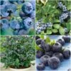 All Season Blueberry Plants Collection