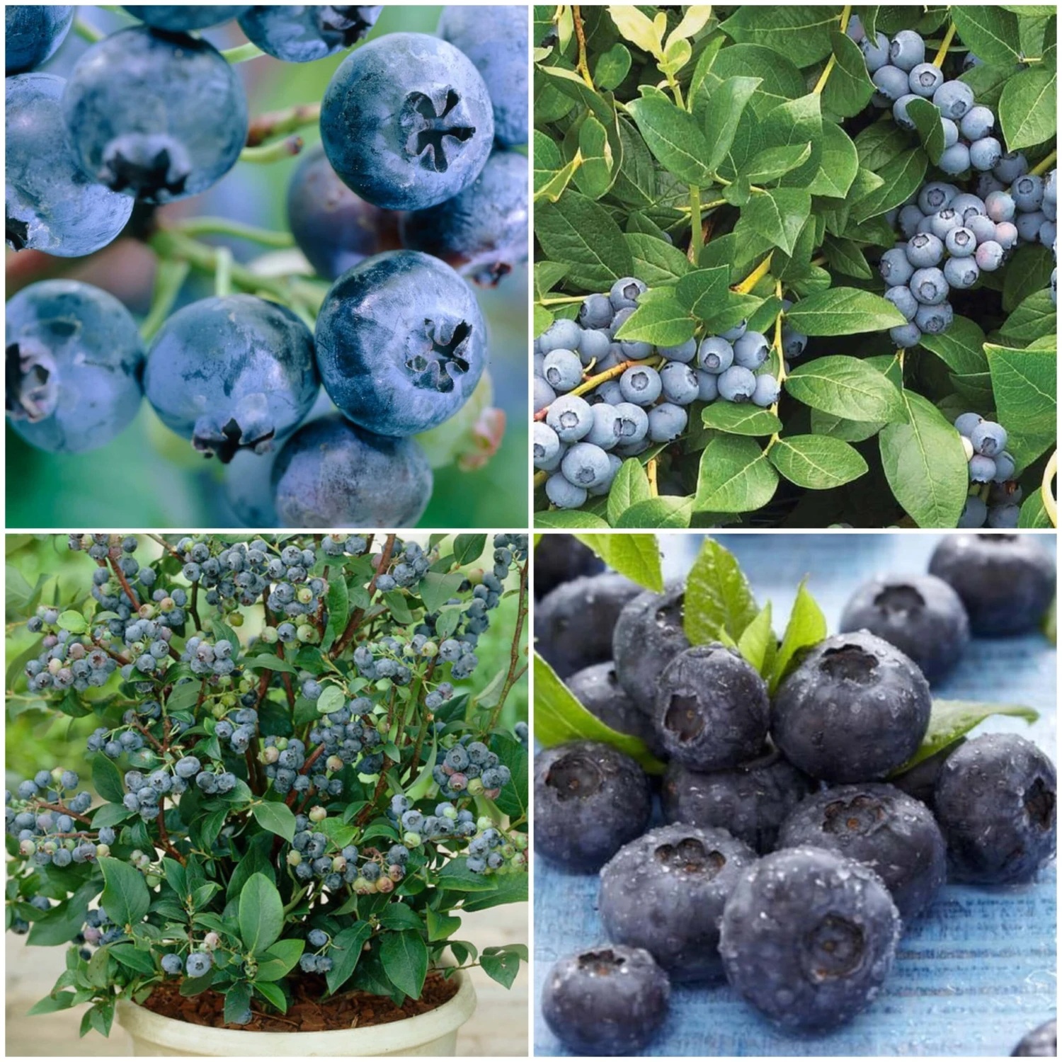 All Season Blueberry Plants Collection 1 All Season Blueberry Plants Collection