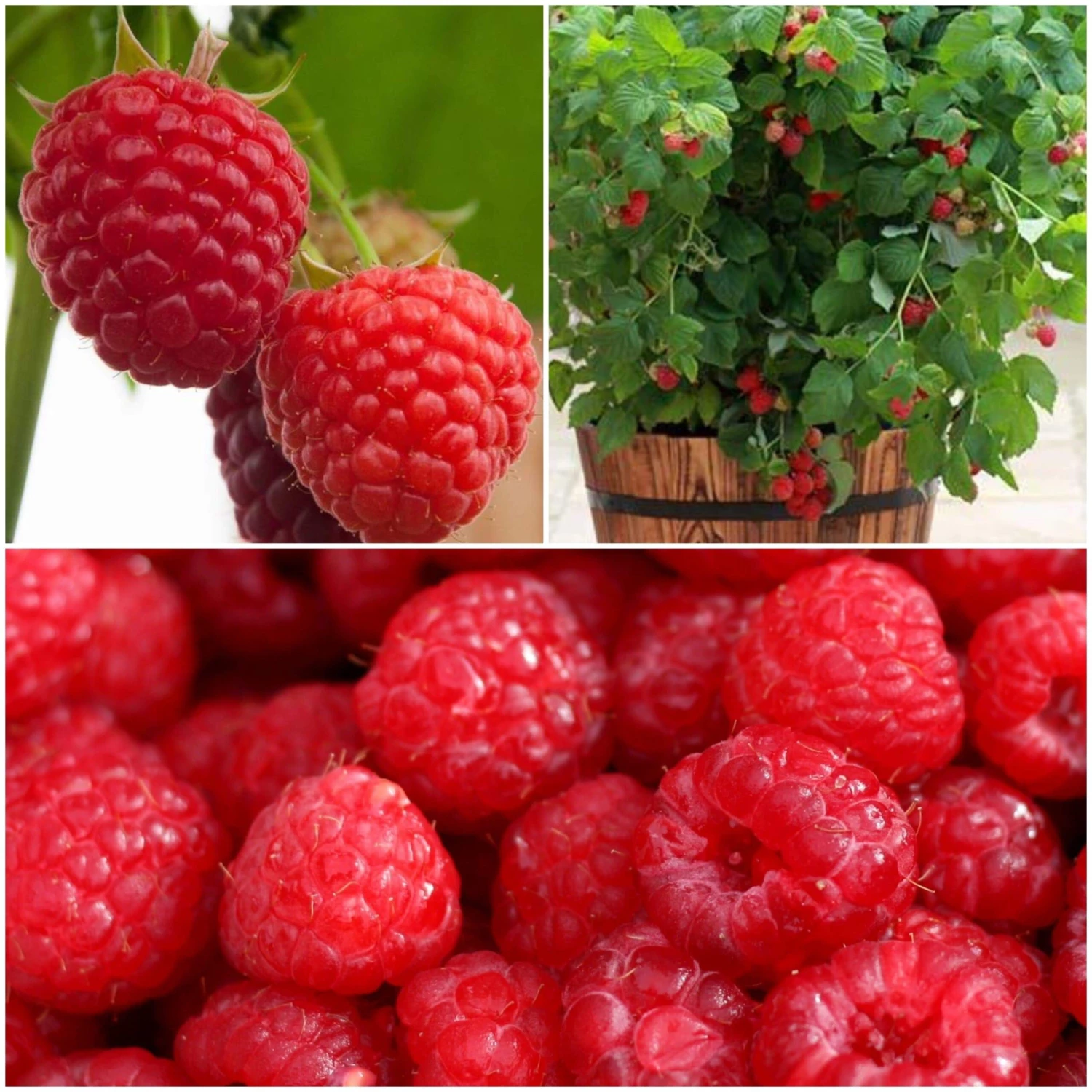All Season Raspberry Plants Collection 1 All Season Raspberry Plants Collection