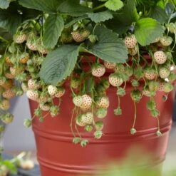 Pineberry Strawberry Plants