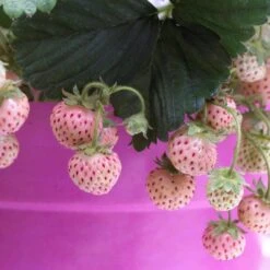 Pineberry Strawberry Plants 5 Pineberry Strawberry Plants -PlantHaven Store FRU0004 3