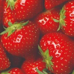 All Season Strawberry Plants Collection 5 All Season Strawberry Plants Collection -PlantHaven Store FRU0016 3 822048f3 9816 49ae 9867 d1f856148d23