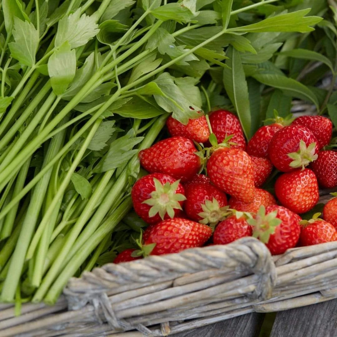 Cambridge Favourite Strawberry Plants 2 Cambridge Favourite Strawberry Plants - Image 2