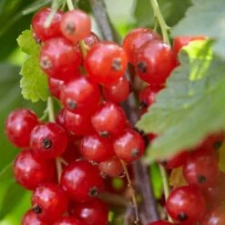 Rovada Redcurrant Bush 5 Rovada Redcurrant Bush -PlantHaven Store FRU0025 2 fcf0b414 1360 4765 aad8 3823701dffd3