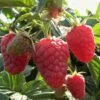 Joan J Raspberry Plants