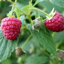 Award Winning Raspberry Canes | Growers' Choice 9 Award Winning Raspberry Canes | Growers' Choice -PlantHaven Store FRU0039 1 493da097 e491 462e 81ee 19f087484cc0