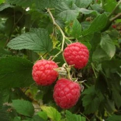 Autumn Bliss Raspberry Plants 10 Autumn Bliss Raspberry Plants -PlantHaven Store FRU0041 3