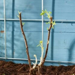 Autumn Bliss Raspberry Plants 9 Autumn Bliss Raspberry Plants -PlantHaven Store FRU0041 4