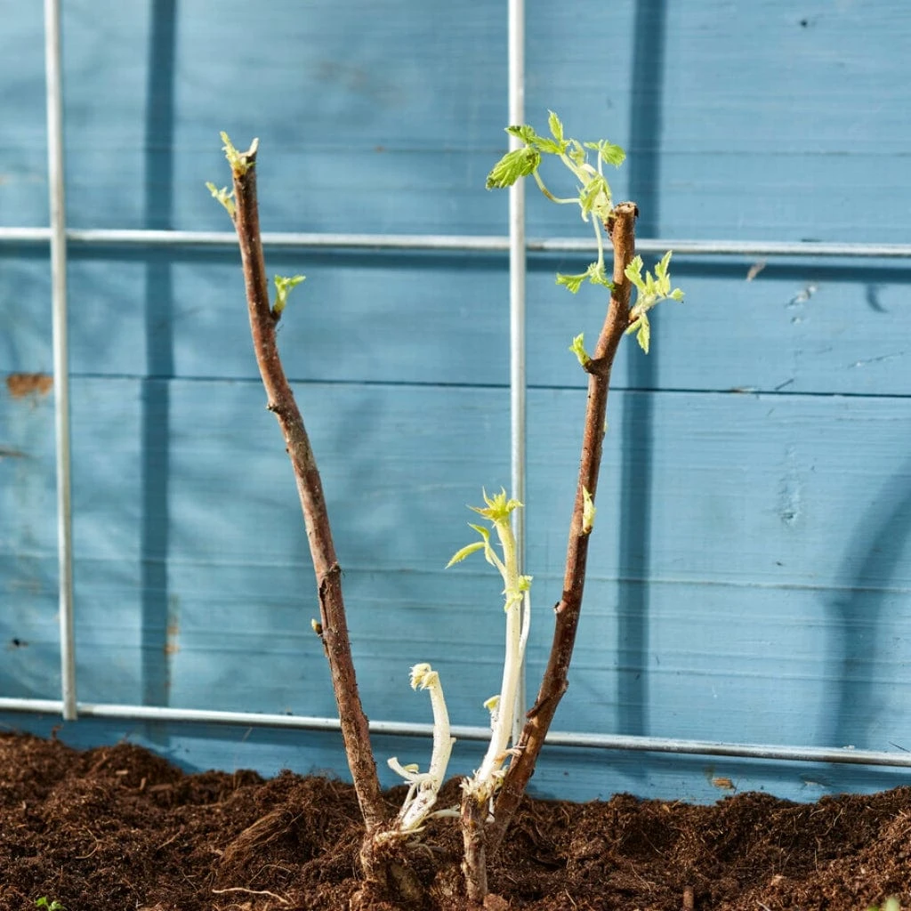 Autumn Bliss Raspberry Plants 4 Autumn Bliss Raspberry Plants - Image 4