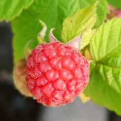 Award Winning Raspberry Canes | Growers' Choice 11 Award Winning Raspberry Canes | Growers' Choice -PlantHaven Store FRU0042 4 fd6c3fad c93c 4ecb 93dd e68bf38f400a