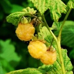 All Gold Raspberry Plants 6 All Gold Raspberry Plants -PlantHaven Store FRU0044 2 540x 8d3cb59b 8326 4192 996d 35f1b0521248