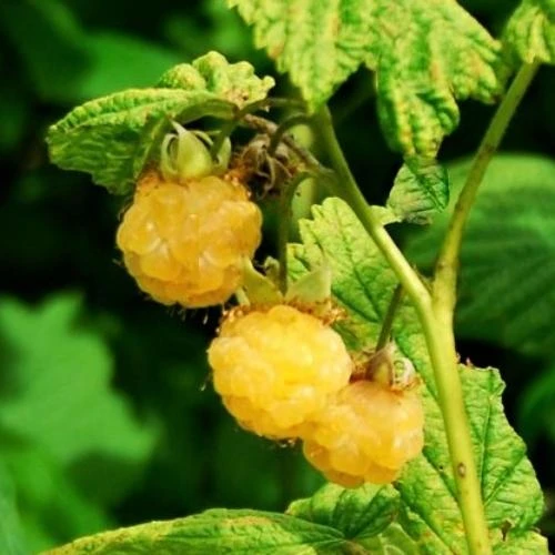 All Gold Raspberry Plants 3 All Gold Raspberry Plants - Image 3