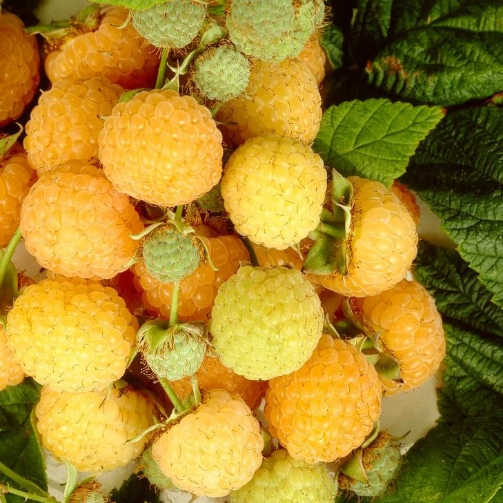 All Gold Raspberry Plants 1 All Gold Raspberry Plants