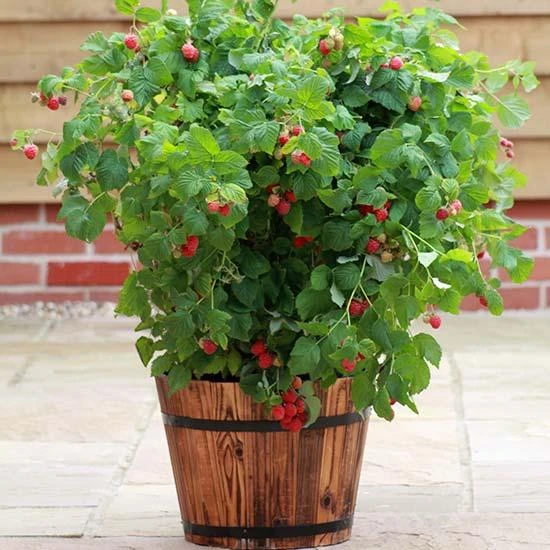Ruby Beauty Raspberry Plant 1 Ruby Beauty Raspberry Plant