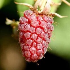 Thornless Loganberry Plant 5 Thornless Loganberry Plant -PlantHaven Store FRU0051 1