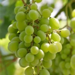 'Superior Seedless' Outdoor Grape Vine