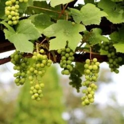 'Lakemont' Seedless Outdoor Grape Vine 5 'Lakemont' Seedless Outdoor Grape Vine -PlantHaven Store FRU0069 2