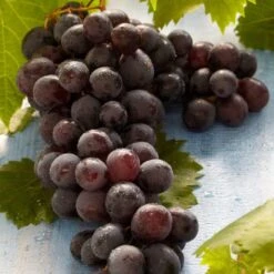 'Boskoop Glory' Seedless Outdoor Grape Vine 8 'Boskoop Glory' Seedless Outdoor Grape Vine -PlantHaven Store FRU0071 2