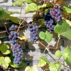 'Boskoop Glory' Seedless Outdoor Grape Vine 7 'Boskoop Glory' Seedless Outdoor Grape Vine -PlantHaven Store FRU0071 3