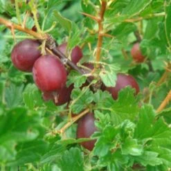 Hinnonmaki Red Gooseberry Bush 5 Hinnonmaki Red Gooseberry Bush -PlantHaven Store FRU0075 2