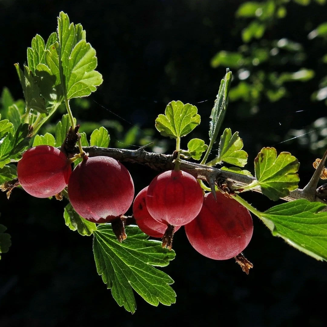 Hinnonmaki Red Gooseberry Bush 1 Hinnonmaki Red Gooseberry Bush