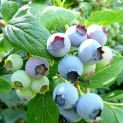 The 3 Best Fruits To Grow In Pots | Nectarine, Fig & Blueberry 10 The 3 Best Fruits To Grow In Pots | Nectarine, Fig & Blueberry -PlantHaven Store FRU0090 1 3bbd22a7 0a6d 4263 8b0c 966f5786baec