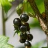 Ben Lomond Blackcurrant Bush