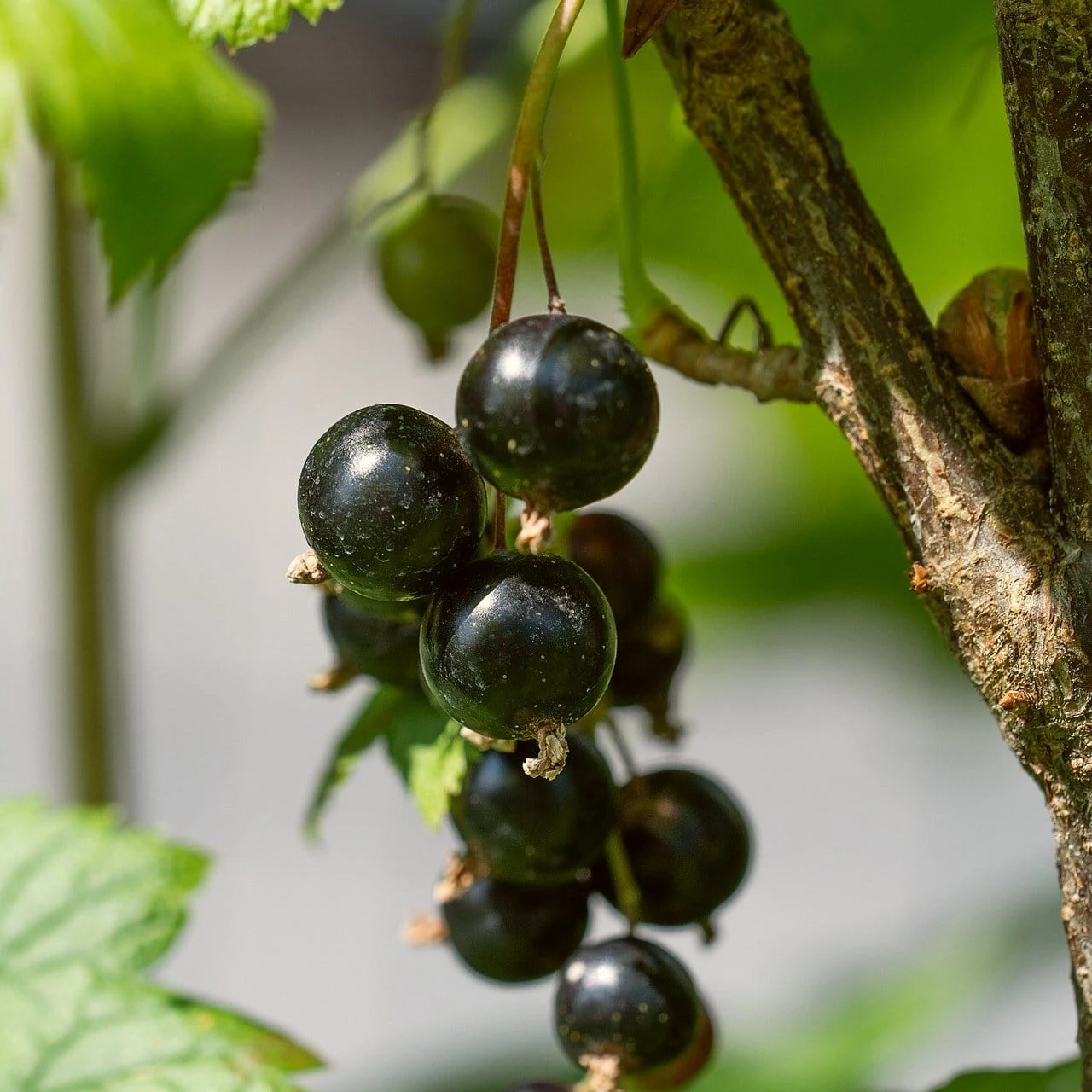 Ben Lomond Blackcurrant Bush 1 Ben Lomond Blackcurrant Bush