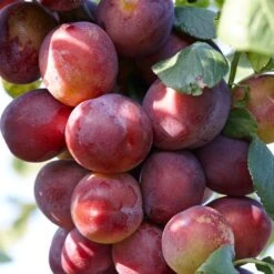 Complete Orchard Collection | Apple, Cherry, Pear, Plum Trees -PlantHaven Store FRU0106 1 98f0eb80 983e 435a 9972 91a17b19d701