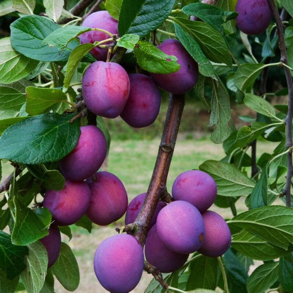 3 Super Easy To Grow Fruit Trees | Apple, Fig & Plum 6 3 Super Easy To Grow Fruit Trees | Apple, Fig & Plum - Image 6