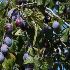 Merryweather Damson Tree -PlantHaven Store FRU0120 2