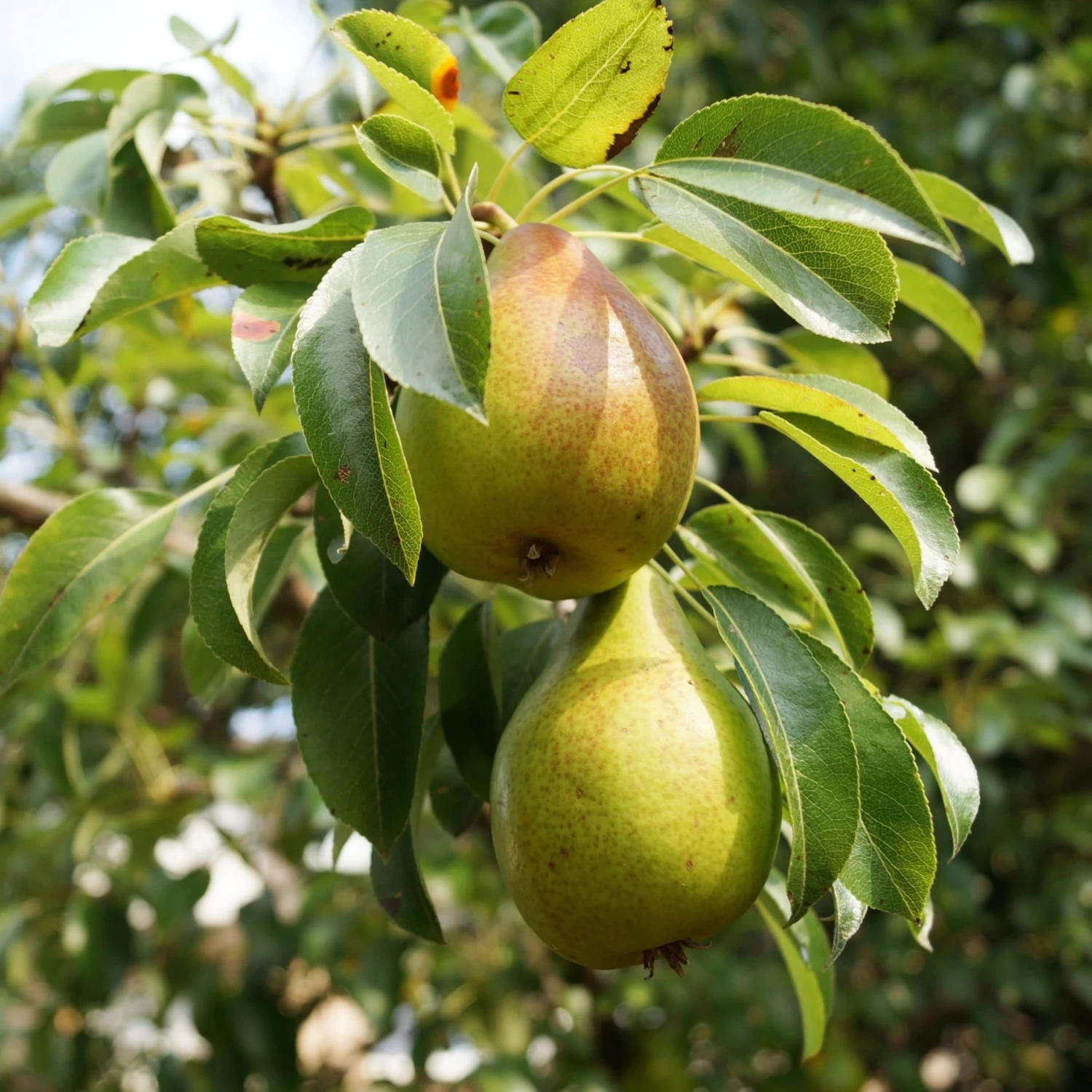 The 3 Top Performing Fruit Trees To Grow In The UK | Apple, Pear & Plum 4 The 3 Top Performing Fruit Trees To Grow In The UK | Apple, Pear & Plum - Image 4