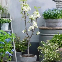 Doyenné Du Comice Pear Tree 9 Doyenné Du Comice Pear Tree -PlantHaven Store FRU0124 4